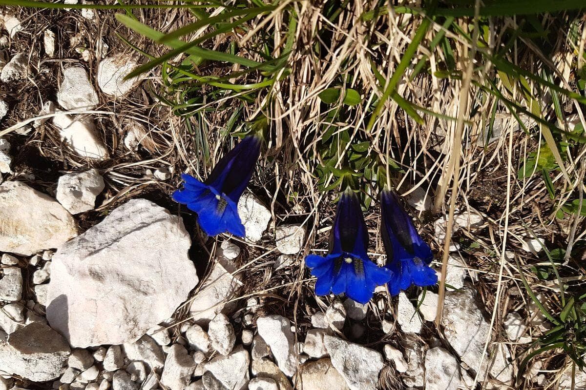 Genciana
