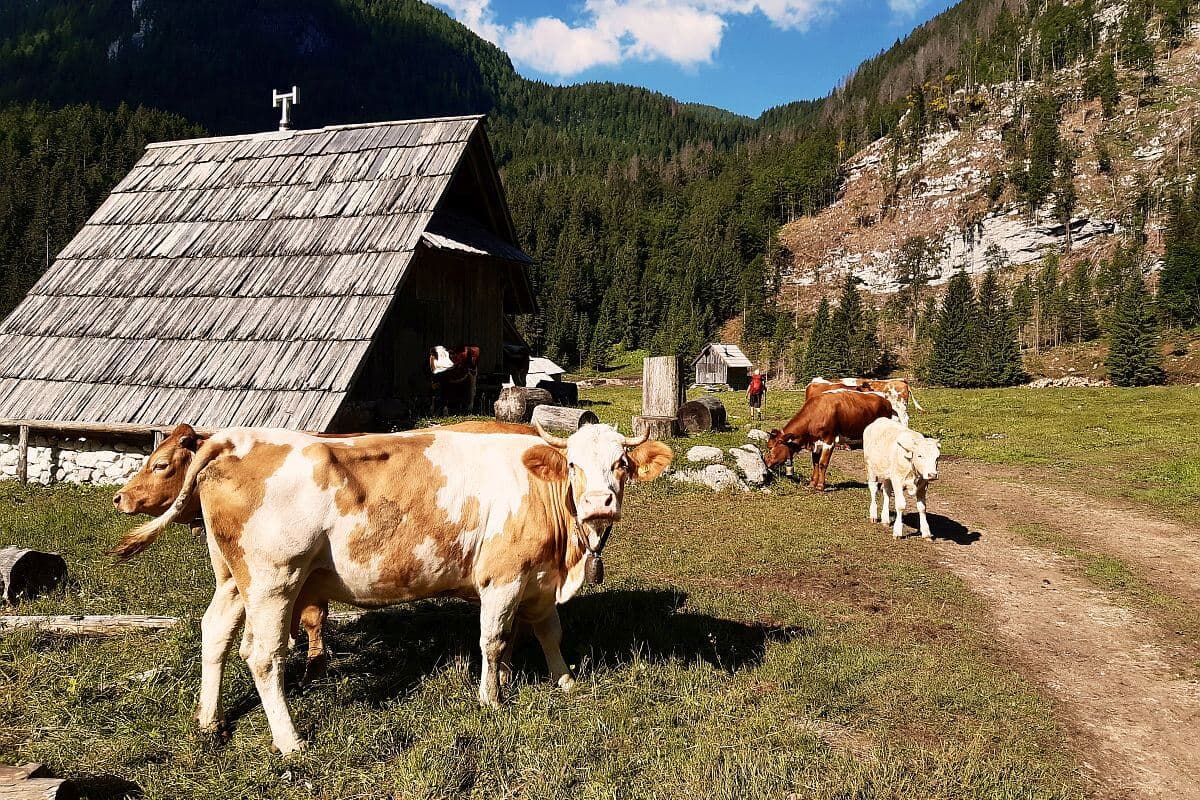 Kor på Planina Blato